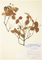 藏品(絨莢迷)的圖片